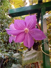 859f542e-Klematis 30082018.jpg
